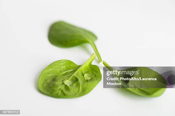 fresh baby spinach - fresh baby spinach stock-fotos und bilder