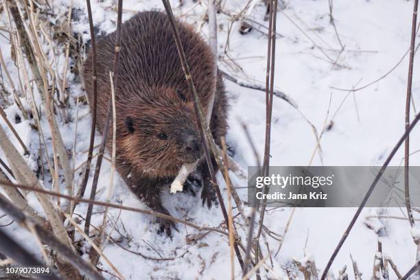 beaver looking at the camera while carrying a piece of branch in the bushes in the winter - beaver chew stock pictures, royalty-free photos & images
