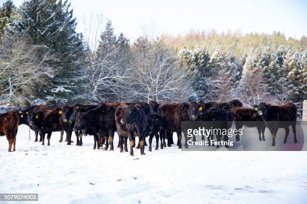wagyu, or wagu, beef cattle in a snowy field in the winter. - cow winter imagens e fotografias de stock