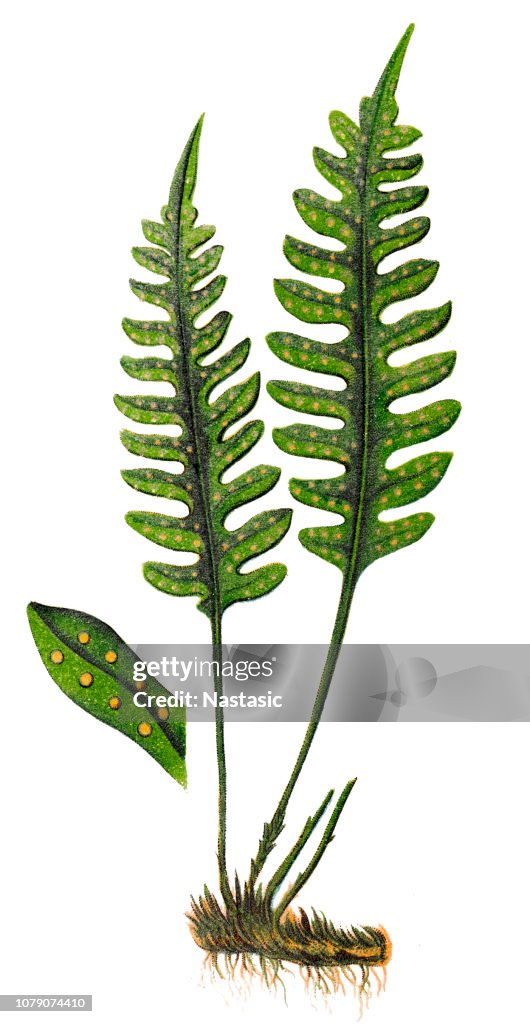 Polypodium vulgare, the common polypody
