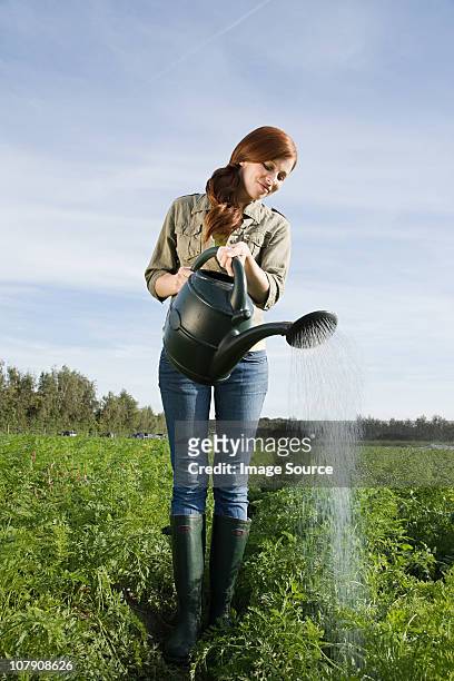 woman watering crop in field with watering can - watering can stock pictures, royalty-free photos & images