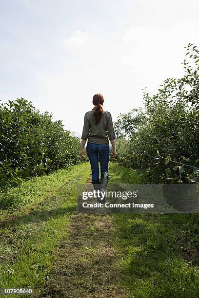 young woman walking in field, rear view - farmer walking stock pictures, royalty-free photos & images