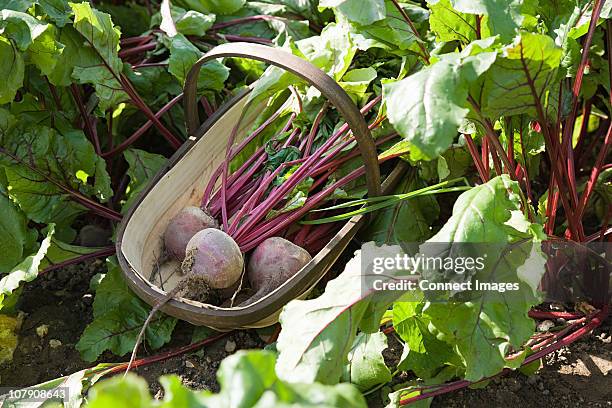 fresh beetroot in basket - beet stock pictures, royalty-free photos & images