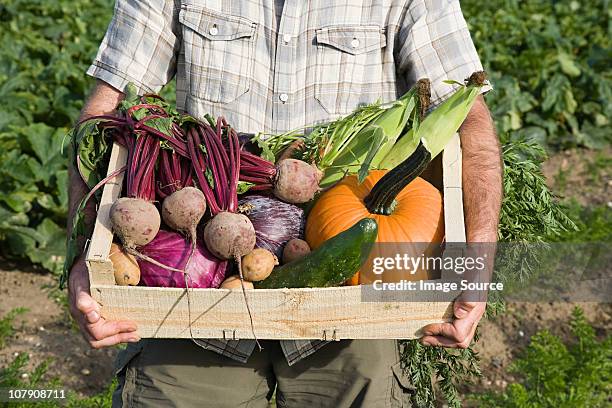 man holding wooden create of freshly farmed vegetables - arm made of vegetables stock pictures, royalty-free photos & images