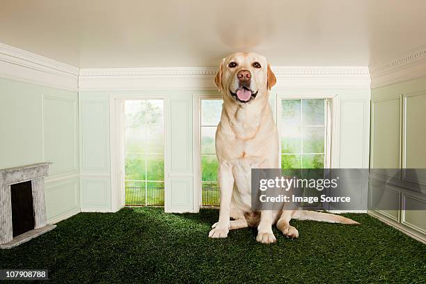 big dog in a small room - miniature dollhouse bildbanksfoton och bilder