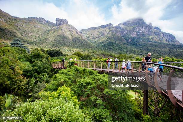 tree canopy walkway in kirstenbosch gardens, cape town, south africa - canopy walkway stock pictures, royalty-free photos & images