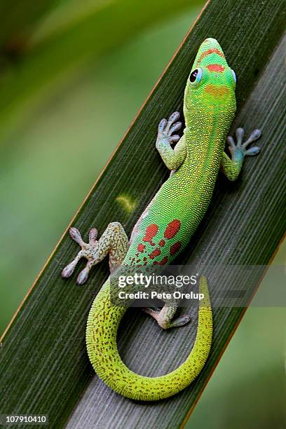 camouflage - geckoödla bildbanksfoton och bilder