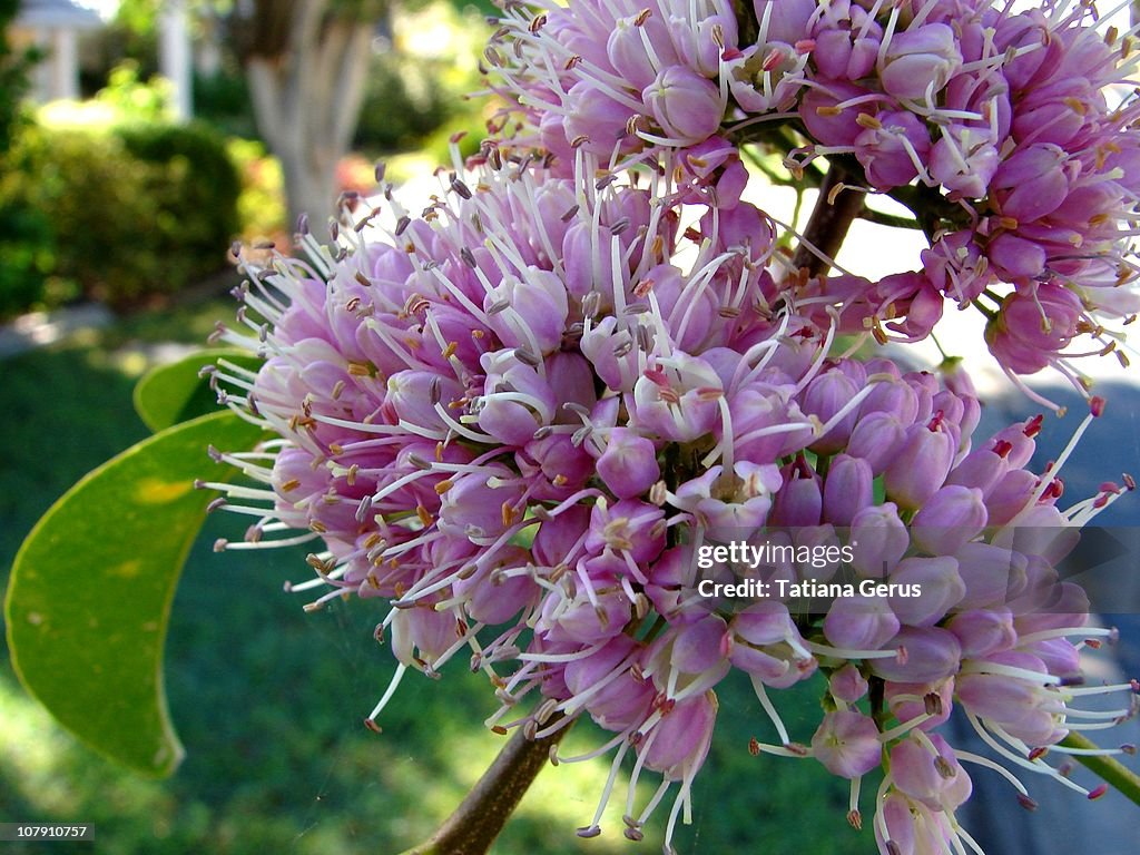 Flowers of Pink Euodia (Melicope elleryana)