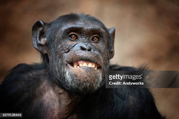 retrato de un chimpancé común - animal teeth fotografías e imágenes de stock