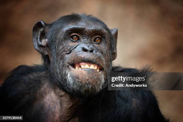 portret van een chimpansee - mensaap stockfoto's en -beelden