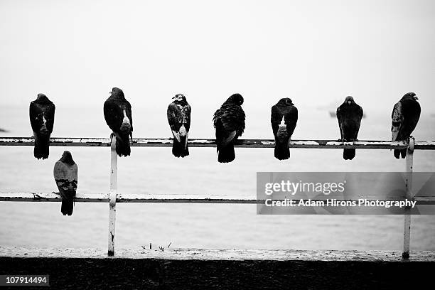 pigeons on handrail overlooking plymouth hoe 2010 - plymouth hoe stock pictures, royalty-free photos & images