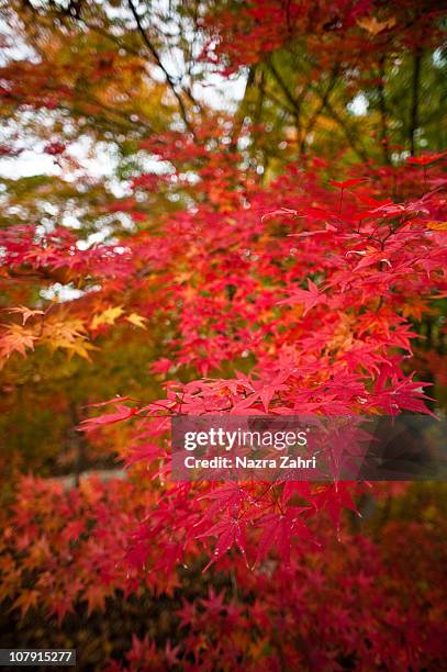 red momiji - momiji tree stock pictures, royalty-free photos & images