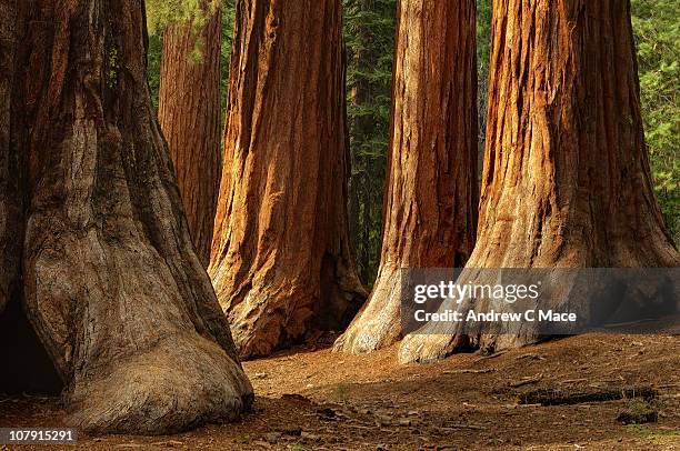 giant sequoias, yosemite national park - sequoia trees in yosemite stock pictures, royalty-free photos & images