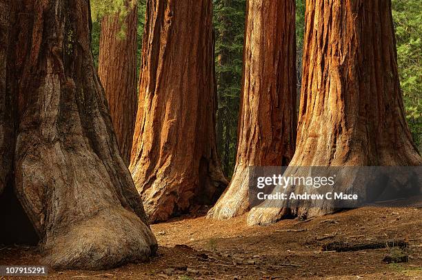 giant sequoias, yosemite national park - sequia stock pictures, royalty-free photos & images