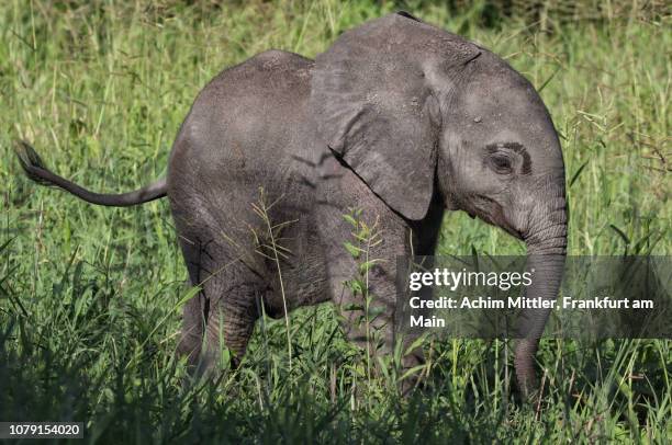 little elephant baby in green grass - african elephant calf stock pictures, royalty-free photos & images