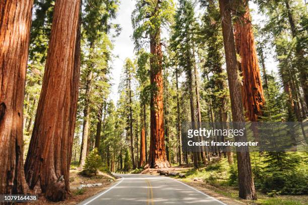 albero di sequoia gigante - parco nazionale foto e immagini stock