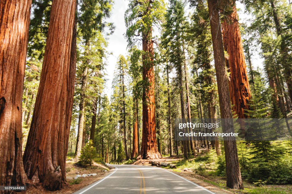 Giant sequoia tree