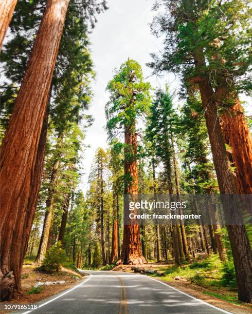 giant sequoia tree - redwood national park stock pictures, royalty-free photos & images