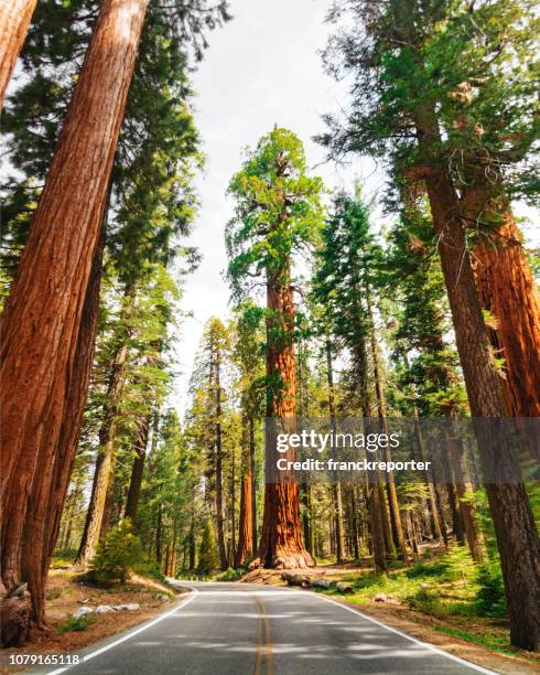 giant sequoia träd - redwood national park bildbanksfoton och bilder