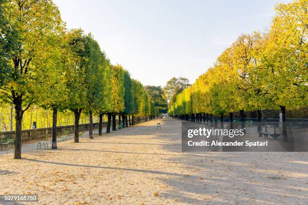 tuileries garden in paris, france - french garden imagens e fotografias de stock