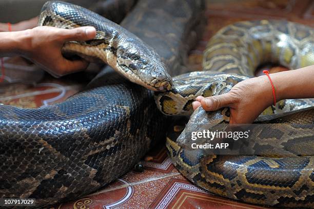 Cambodia Python Photos and Premium High Res Pictures - Getty Images