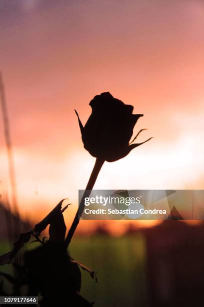 the perfect rose for valentine's day, romance, romania - encontro entre desconhecidos imagens e fotografias de stock