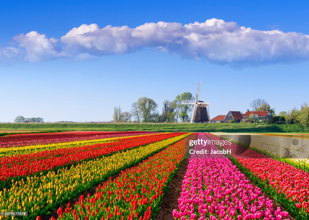 Dutch Spring Background Dutch Spring Scene High-Res Stock Photo - Getty Images