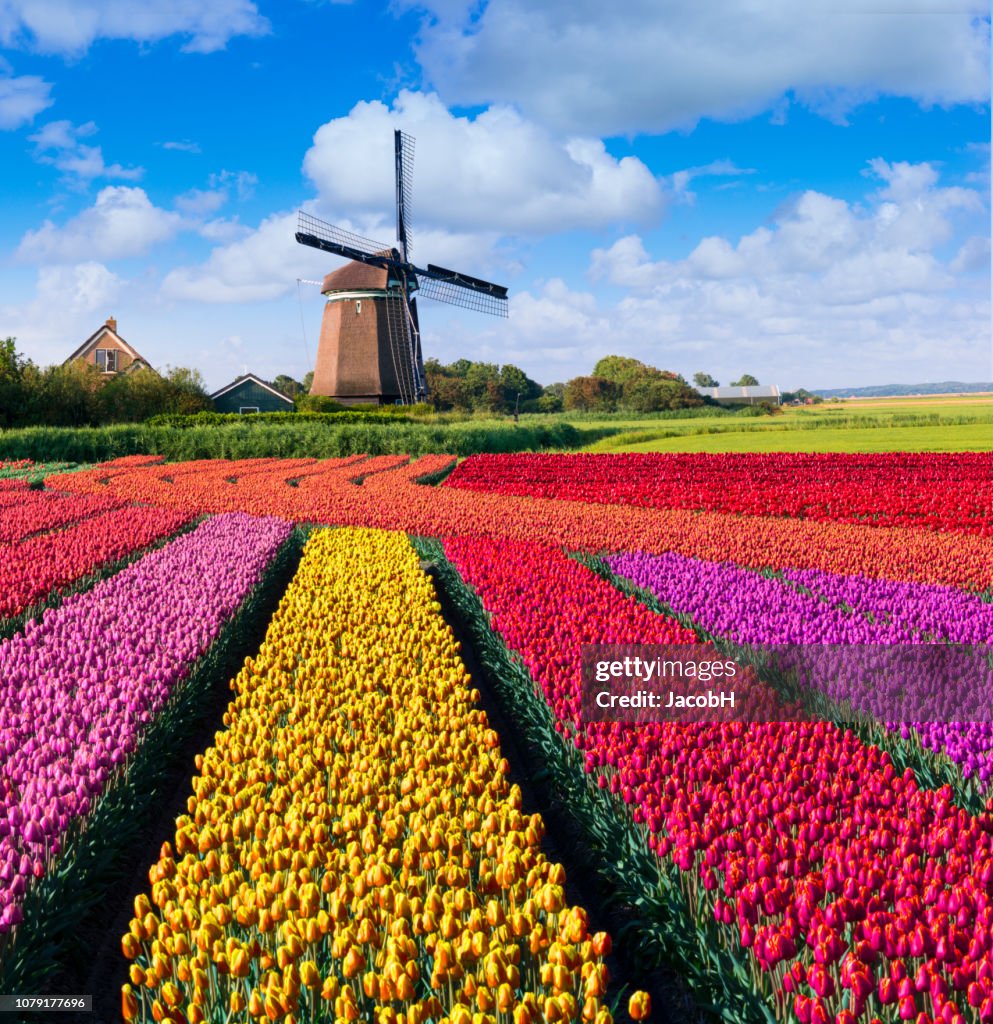 Dutch Spring Background Dutch Spring Scene High-Res Stock Photo - Getty Images