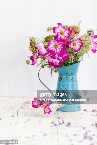 vivid cosmos in old watering can - cosmos flower stock pictures, royalty-free photos & images
