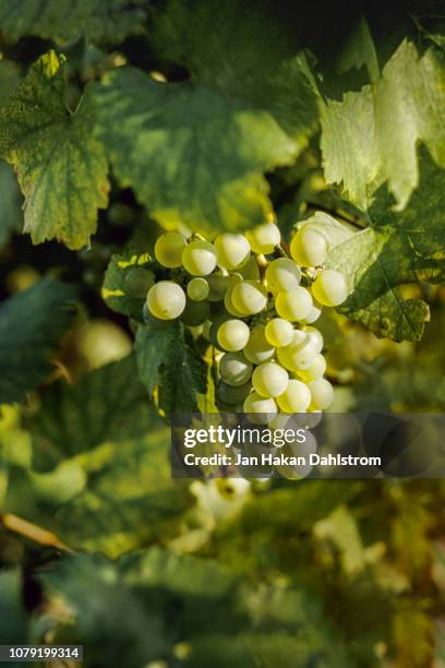 grape vine amid leaves in vinyard - wine grapes - fotografias e filmes do acervo