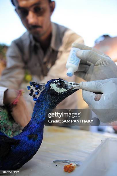 26 Animal Care Charitable Trust Photos and Premium High Res Pictures - Getty Images 26 Animal Care Charitable Trust Photos and Premium High Res Pictures - Getty Images