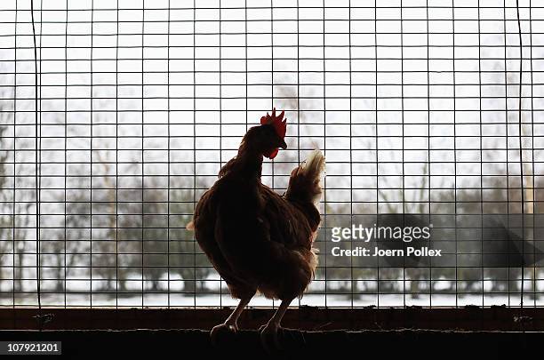 Chicken sit in coop on a organic accredited poultry farm on January 7, 2011 in Elstorf, Germany. Organic farmers across Germany are likely to benefit...