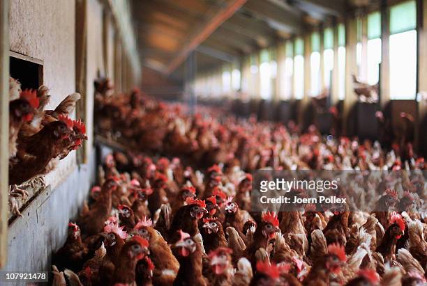 Free-range chickens stand in a pen at the Schoenecke organic-accredited poultry farm on January 7, 2011 in Elstorf, Germany. Organic farmers across...