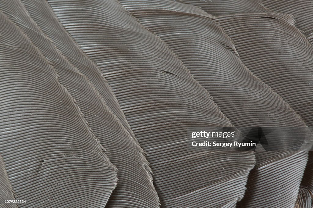 Macro shot of crow's wing feathers