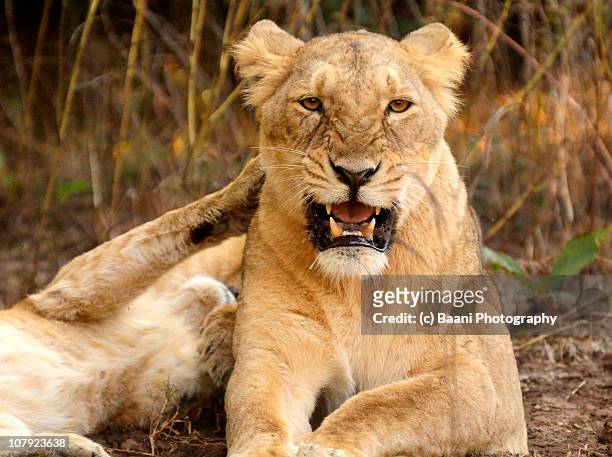 asiatic lioness in her home, gir forests - lion roar fotografías e imágenes de stock