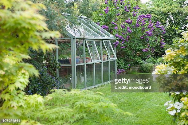 greenhouse in back garden with open windows for ventilation - 温室 ストックフォトと画像