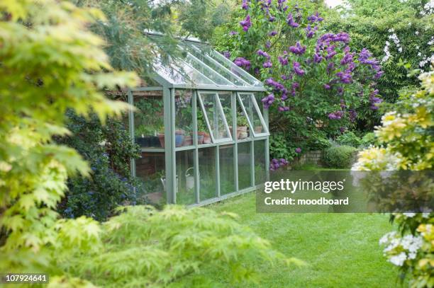 greenhouse in back garden with open windows for ventilation - glass conservatories stock pictures, royalty-free photos & images