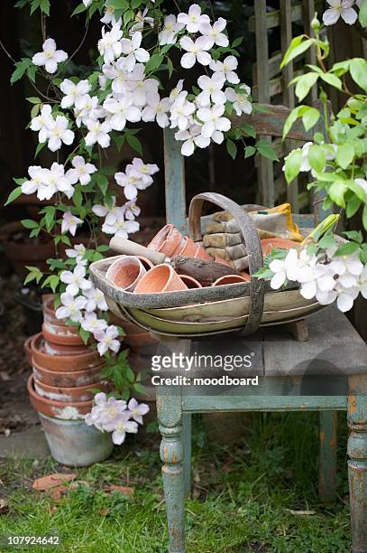 flowering clematis and garden tools - トラッグ ストックフォトと画像
