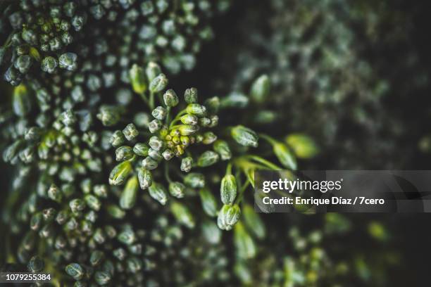 broccoli extreme close-up - food styling foto e immagini stock