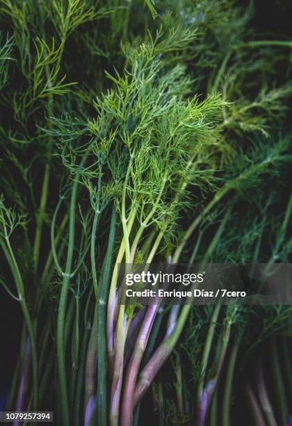 fennel root bunches - dill fotografías e imágenes de stock