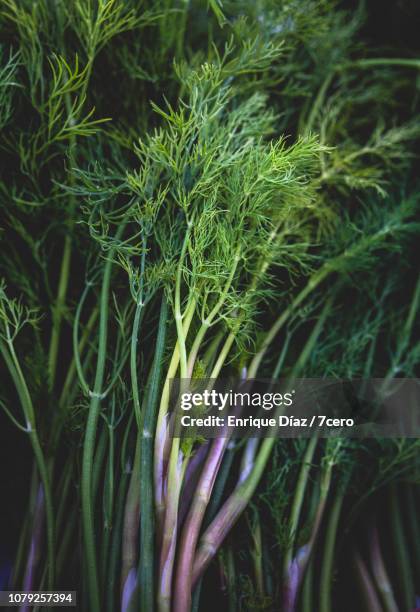 fennel root bunches - dill stock pictures, royalty-free photos & images
