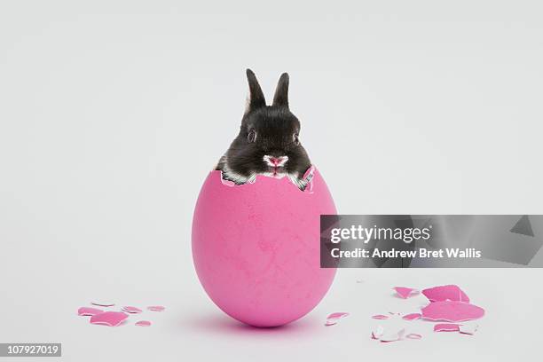 easter bunny breaking out of a pink painted egg - easter and humour stockfoto's en -beelden