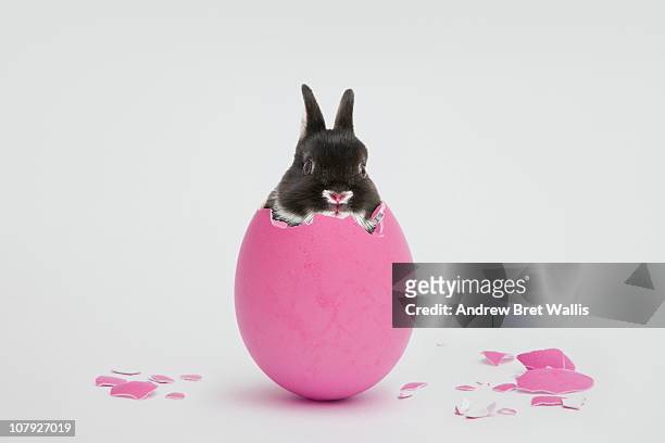 easter bunny breaking out of a pink painted egg - easter egg stock pictures, royalty-free photos & images