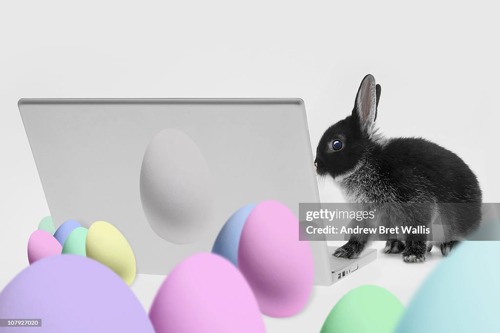 Easter bunny using a laptop computer