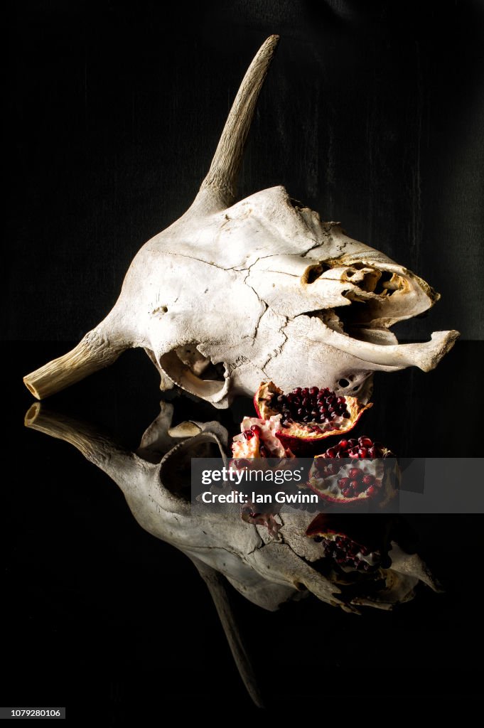 Cow Skull and Pomegranates_1