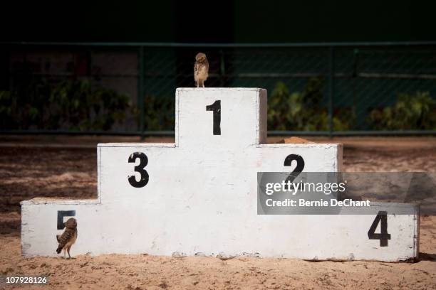 owls on winner podium - winners podium imagens e fotografias de stock