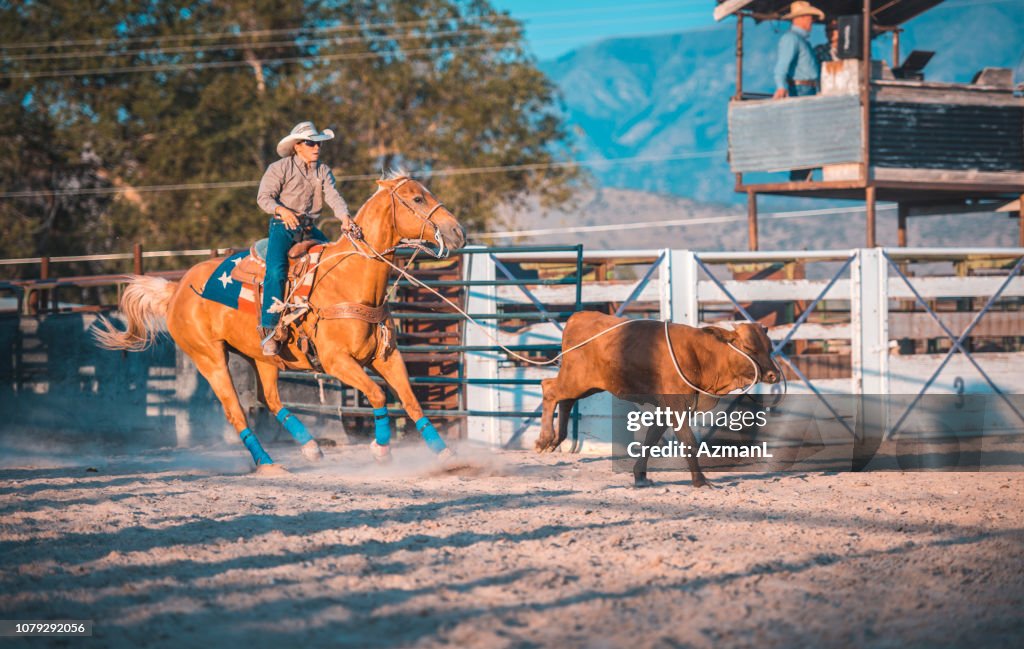 Translate Rodeo Cowboy Lassoing In Rodeo Arena High-Res Stock Photo - Getty Images