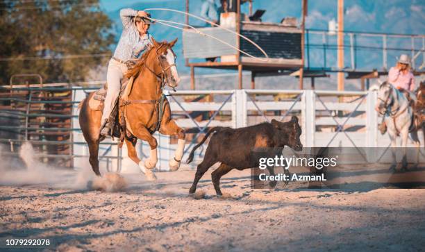 Cow Rodeo 34 Train Cow Catcher Stock Photos, High-Res Pictures, and Images ...