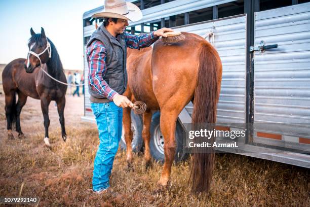 cowboy grooming his horse before riding - horse trailer stock pictures, royalty-free photos & images