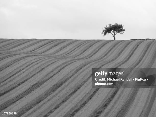 Pog Tree 248 Pog Stock Photos, High-Res Pictures, and Images - Getty Images